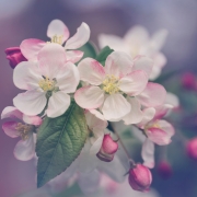 Pink and white apple blossoms.