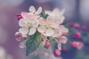 Pink and white apple blossoms.