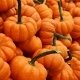 October 18th devo image, orange pumpkins.