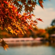 October 25th devo image, bright orange leaves on a branch.