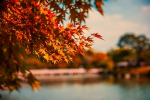 October 25th devo image, bright orange leaves on a branch.