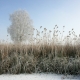December 1st devo image, a grassy field with frost on it.